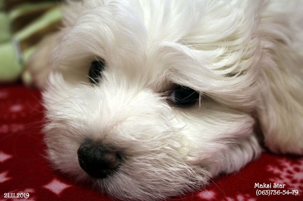 Елітне цуценя мальтійської болонки шоу-класу