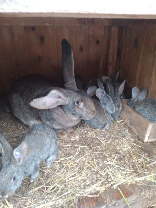 Фландры крольчата 8 штук за 1000 гр.