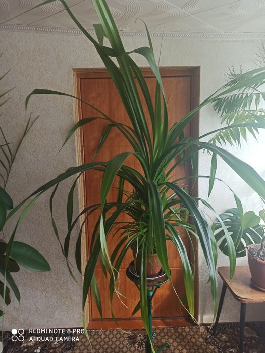 Панданус, винтовая пальма, кукурузка