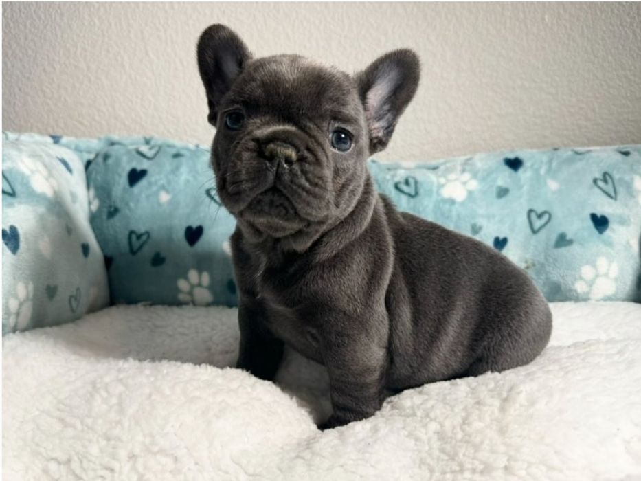 Малиш блакитний хлопець