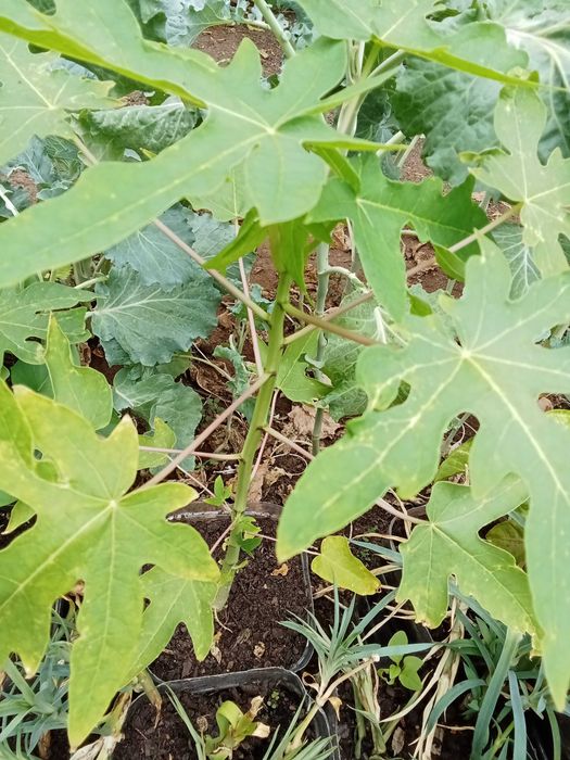 Papaiaa plantas exterior