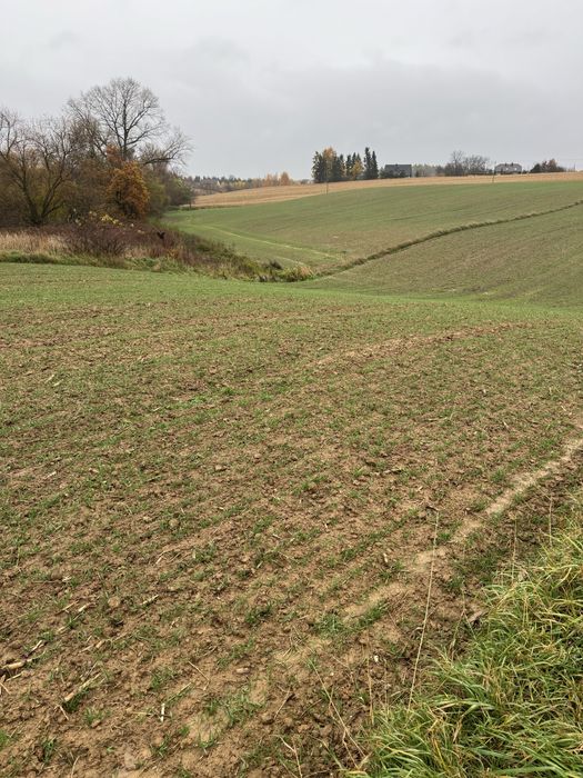 Dzialka rolna  35 arow