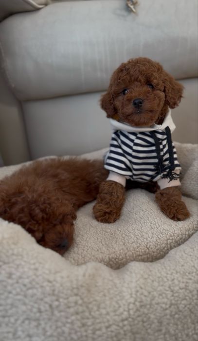 Poodle red brown