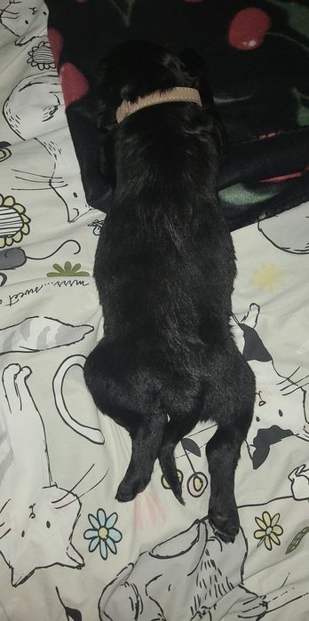 Piesek w dobre ręce