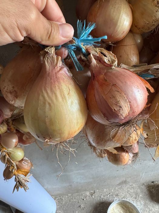Cebola de boa qualidade