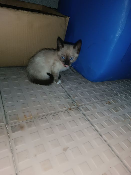 Doar gatinhos/as de 1 Mês