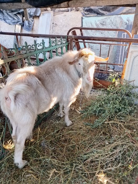 Продам  2-х Козлов