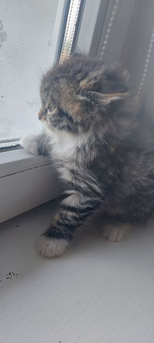 Maine Coon przepiekny kotek