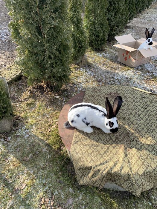 Кролик Строкач Самець