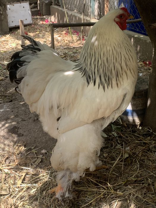 Vendo galo Brahma pura raça com 11 meses