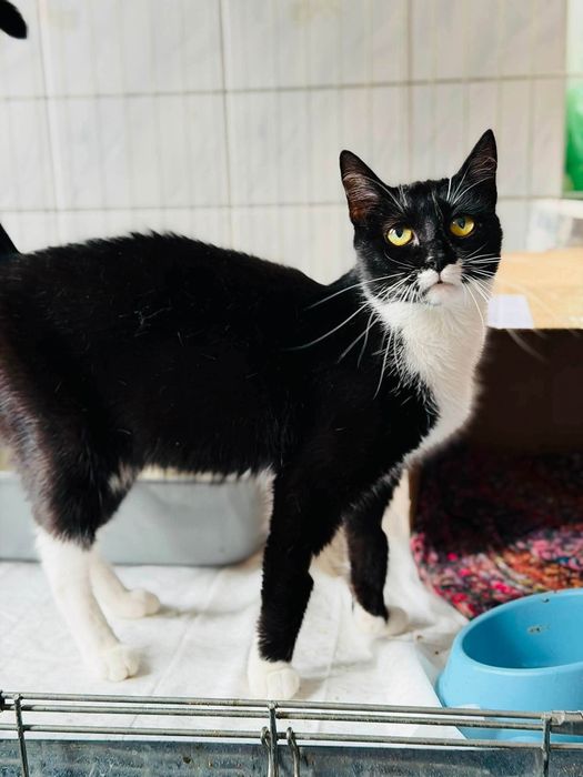 Delikatna koteczka do pilnej adopcji