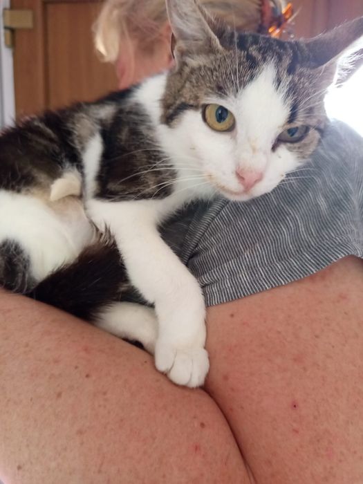 Wysterylizowana kotka szuka domu niewychodzącego