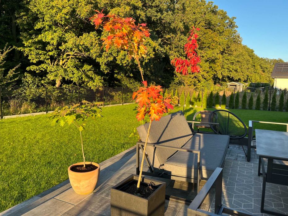 Sprzedam dęby czerwone cena 9, 19 i 29 zł