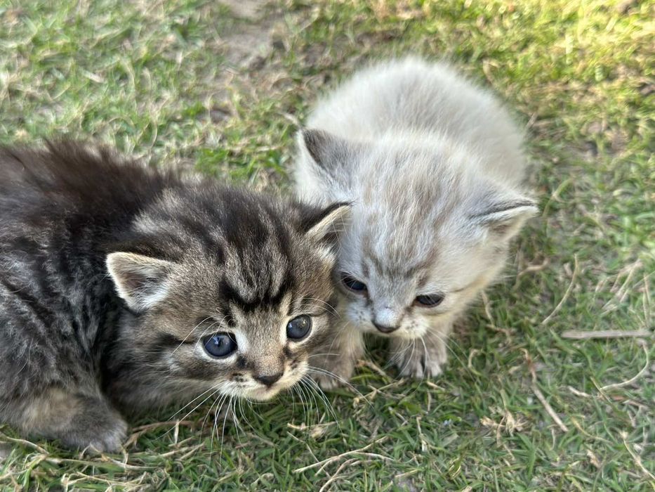 Віддамо кошенят в добрі руки