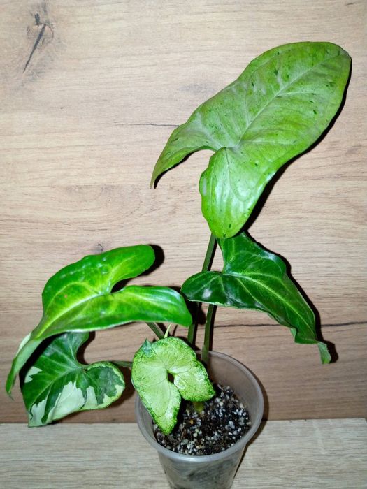 Syngonium collection/ колекція сингоніумів 12 різних сортів