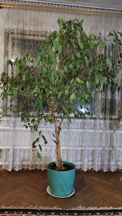 ТЕРМІНОВО! Фікус Бенджаміна