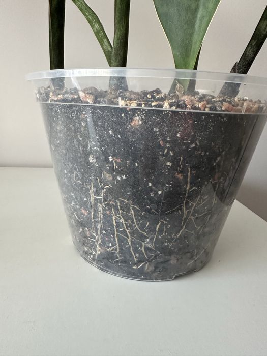 Масоніана Вікторія, сансеверія, сансевієрія, sansevieria