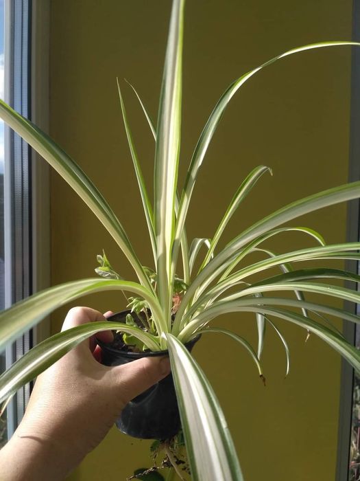 Набор рослин 8 шт.пеларгонія,бегонія,традесканция,піперомія,пілея