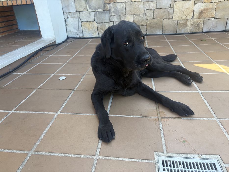 Labrador  Macho Preto - ( Ler bem o anuncio )