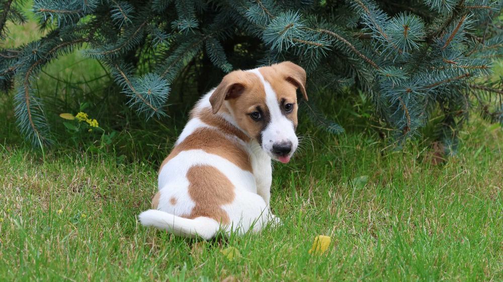 Piesek Jack Russell Terrier z hodowli "BREFIO"/ do odbioru