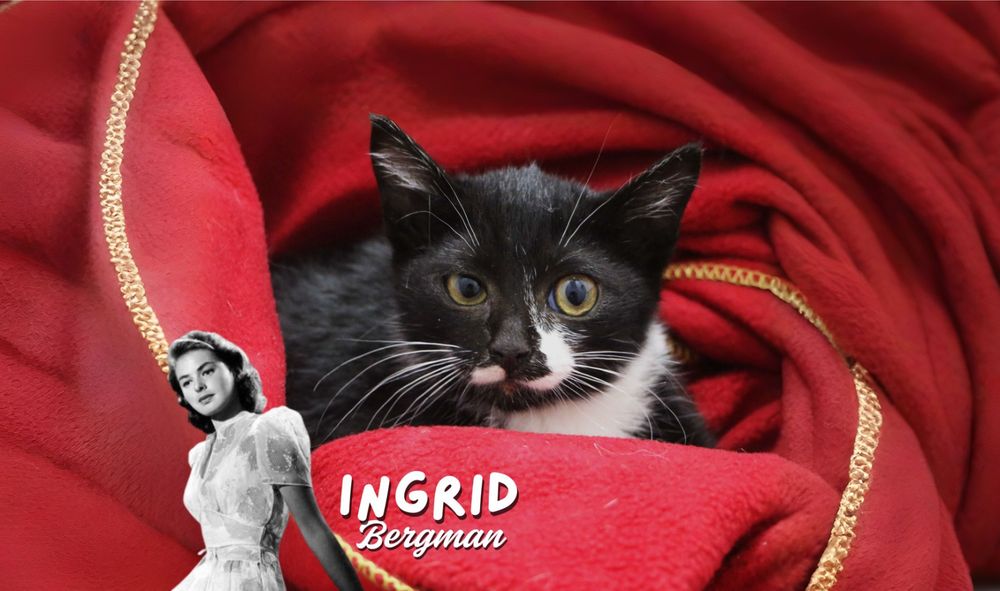 Gatinhos 2,5 meses para ADOÇÃO