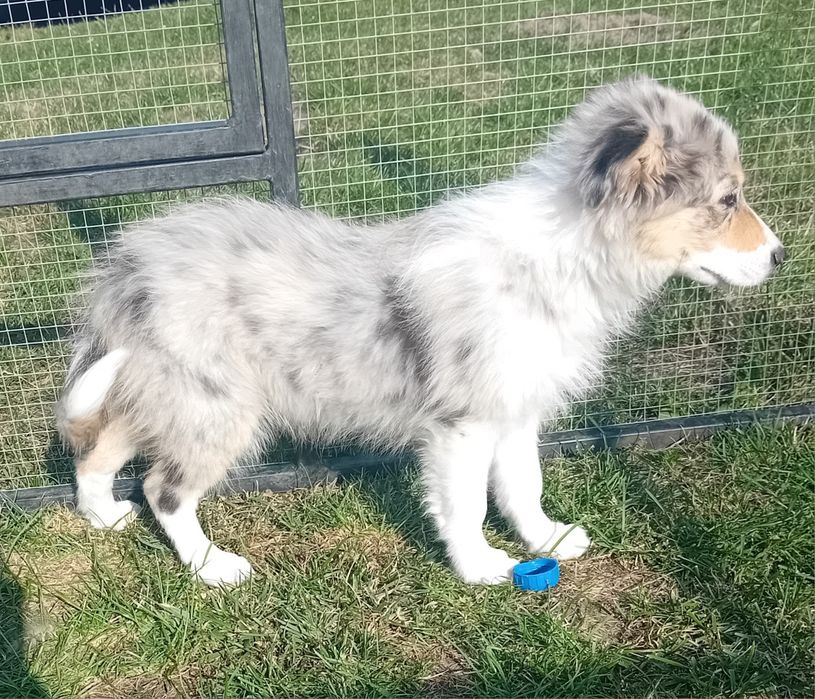 Border collie suczka