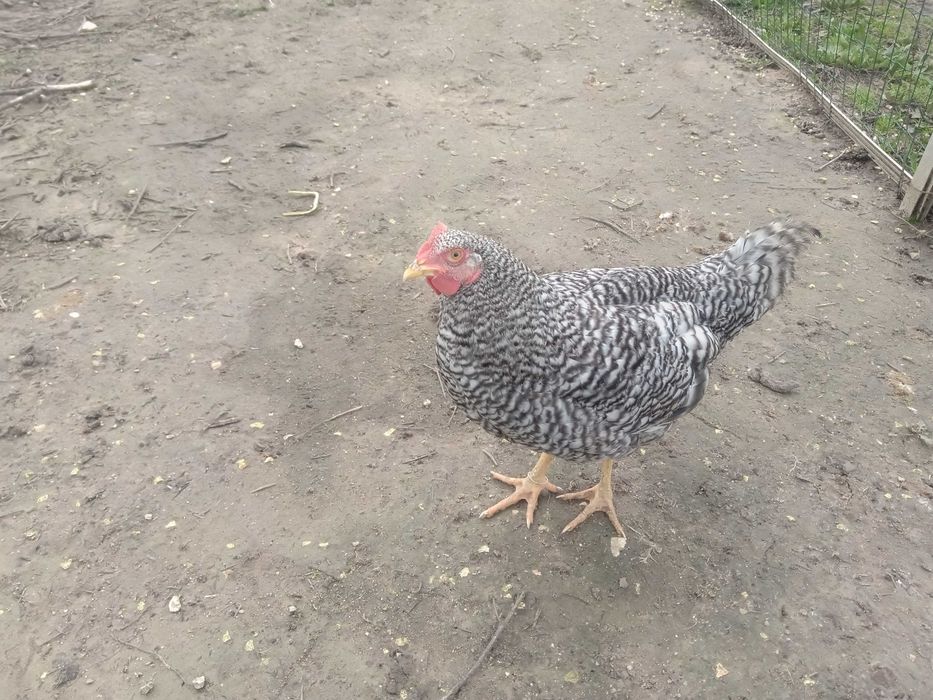 Vendo ovos galados de galinha Pedrês Portuguesa