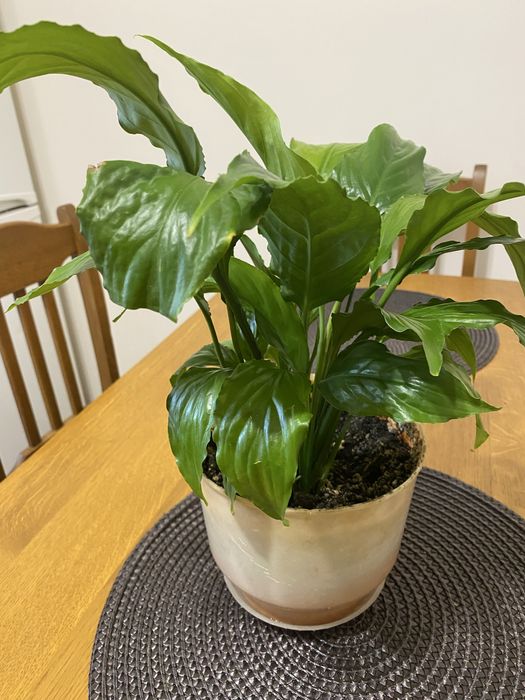 Квітка Спатифілум