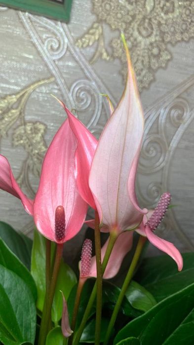 Антуриум  Лілі --міні сорт