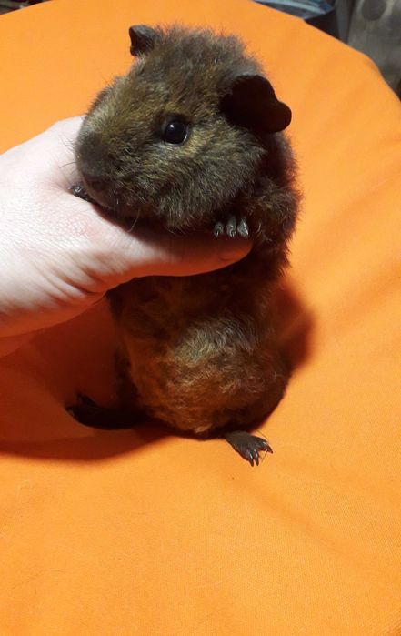 Морська свинка,  морські свинки.