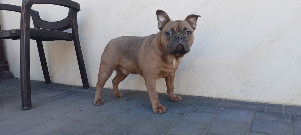 Buldog francuski