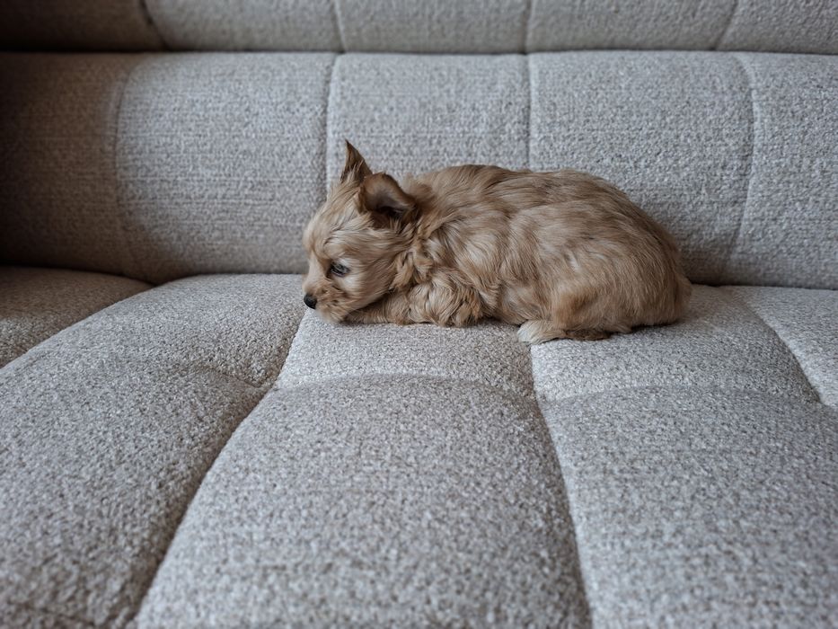 Yorkshire terrier Piesek