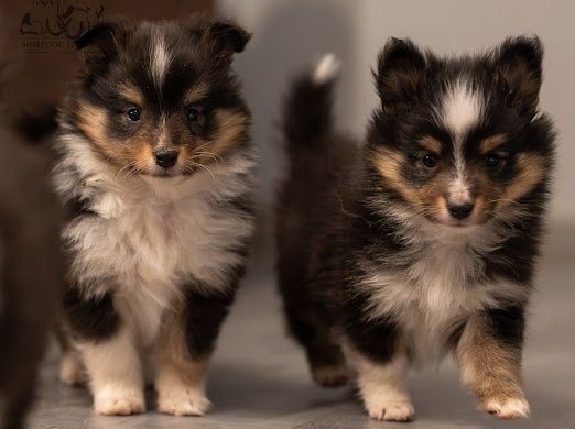 Owczarek Szetlandzki - Sheltie