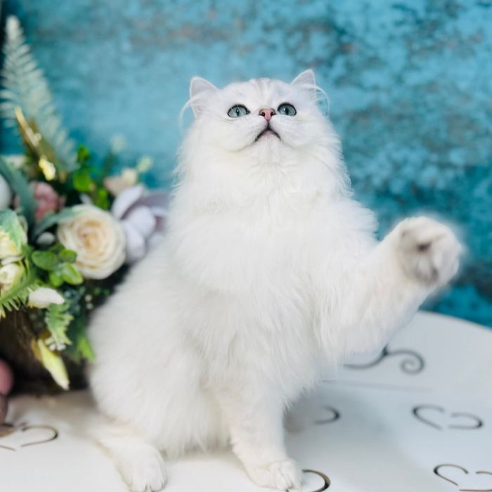 Шотландський котик