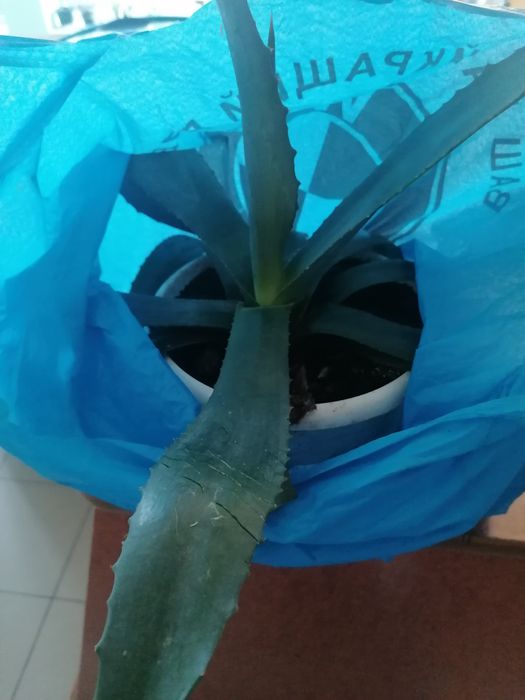 Продам Агава американська