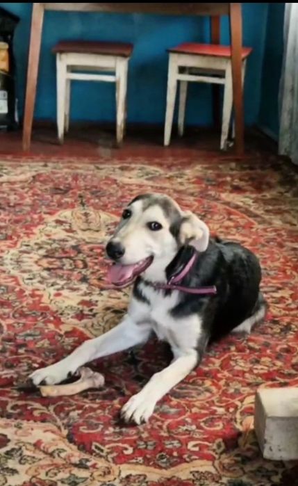 Харьков ! Отдаётся щенок ответственным хозяевам