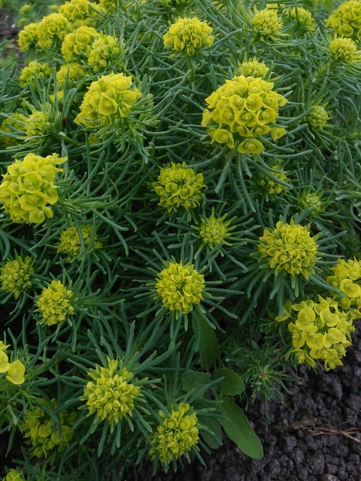 Молочай кипарисовидный, ирисы, лилии, ромашки