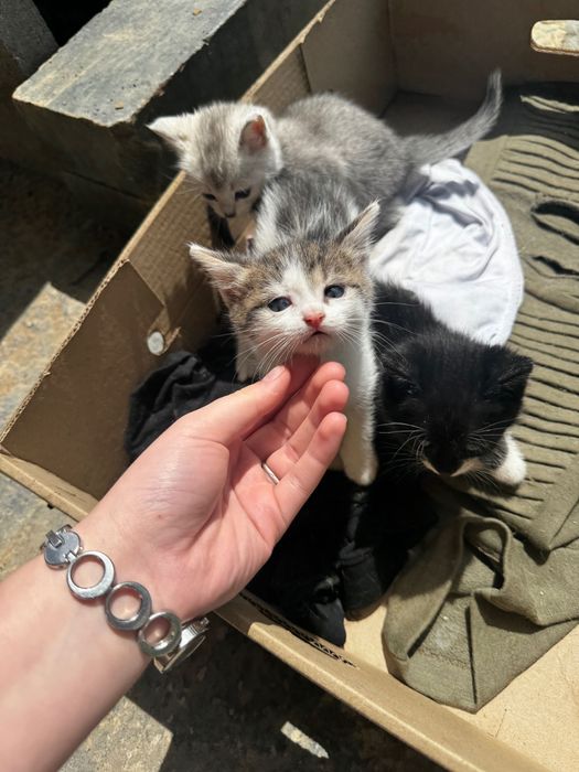 Кошенята шукають дім!