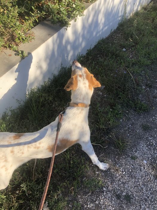 Cão pondego para adoção