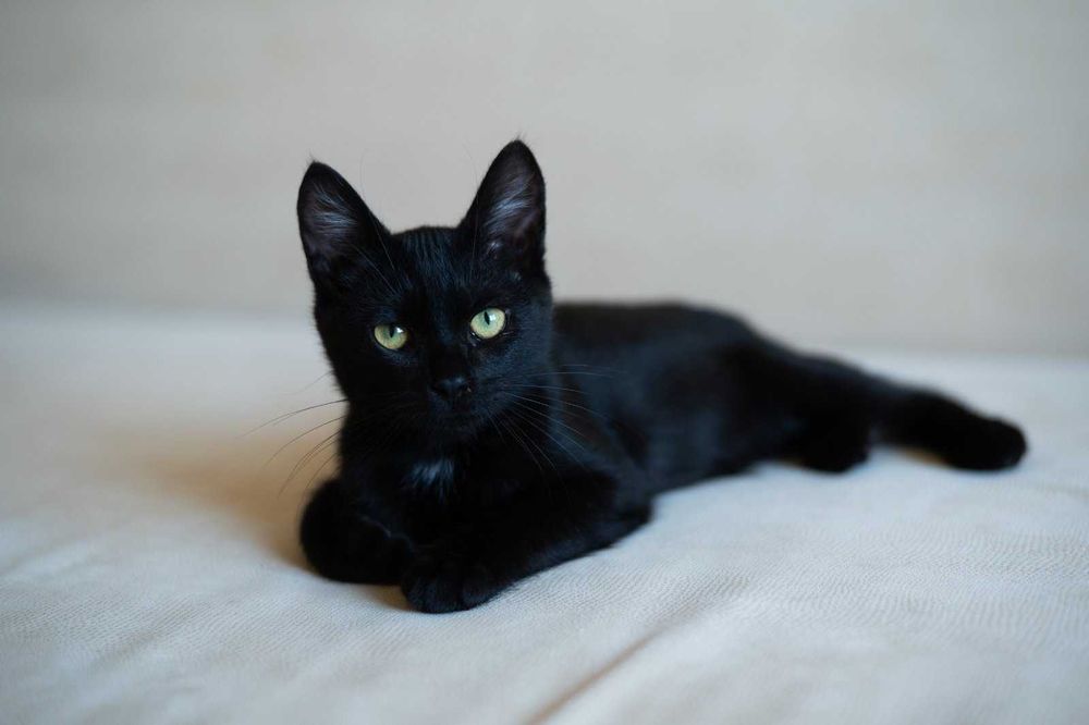 Ищет дом маленький котёнок мальчик!