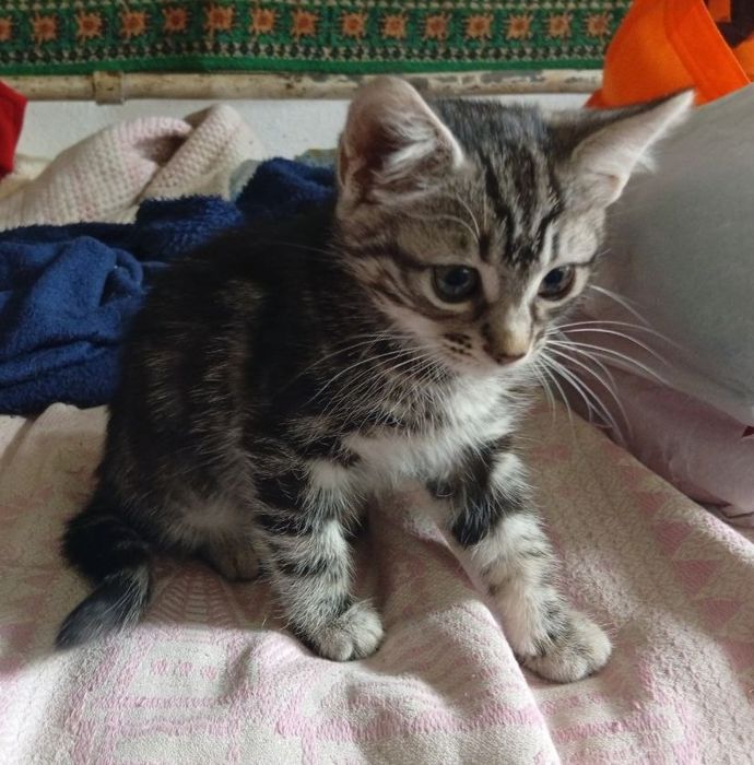 Отдам замечательного котенка