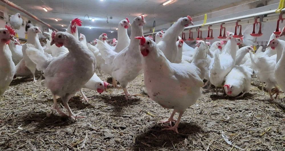 Tetra Tintet Kurka Nioska