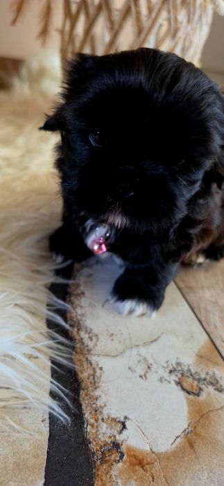Shih Tzu Czarna Perla Gen Blue
