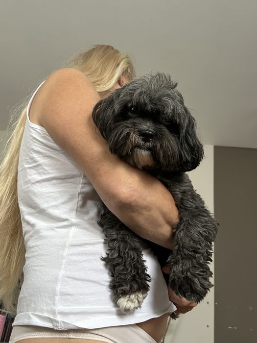 Шукаємо подругу для собаки шицу мальтіпу пудель шипу случка