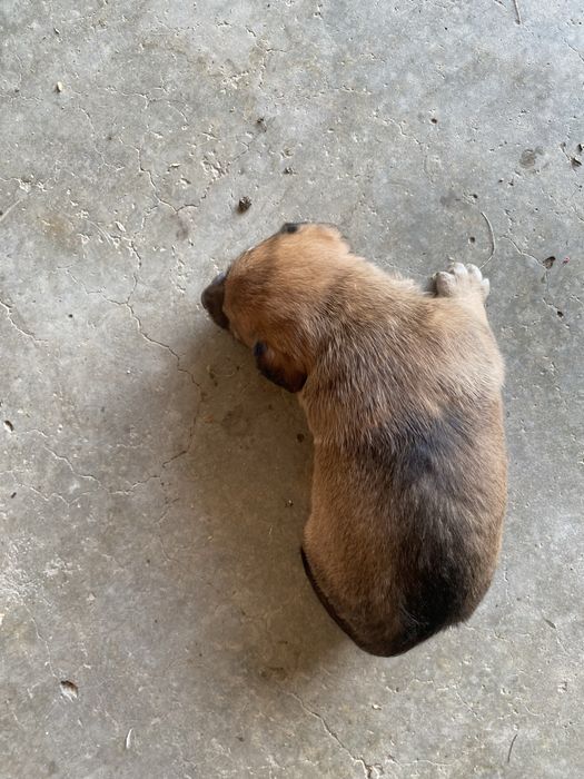 Cães bébes para dar