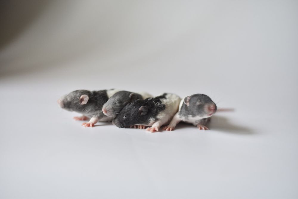 Рекс дамбо стандарт крысята крысы из питомнмка