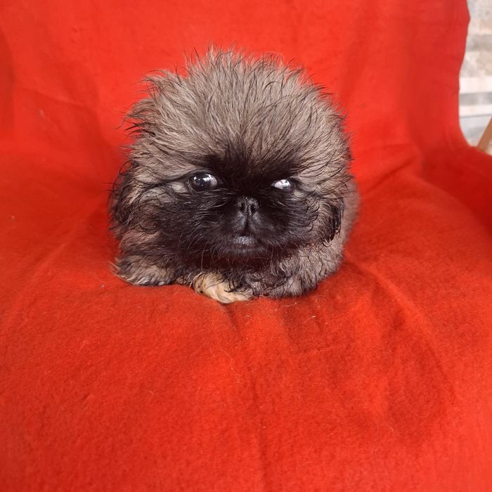 Pekińczyk  rodowód + wyprawka