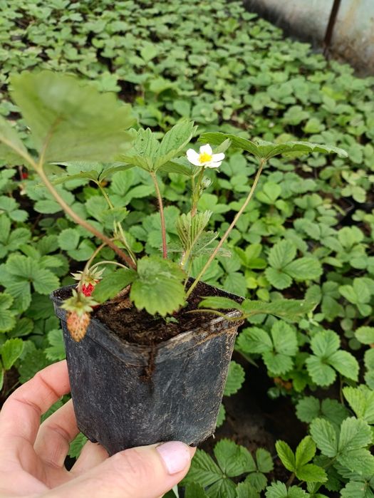 Poziomka Rugia sadzonka