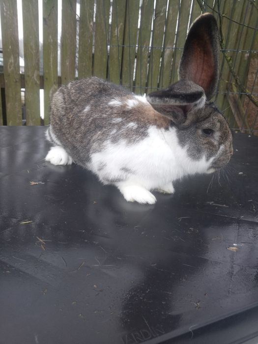 Olbrzym belgijski. Samce, samice zakocone