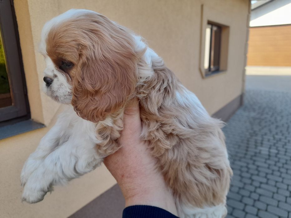 Pieski Cavalier king charles spaniel